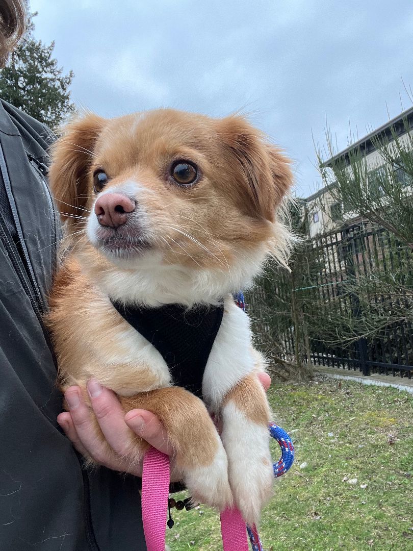 Enlarge Savannah, a Adoptable mixed breed in lynnwood , WA image 11/11