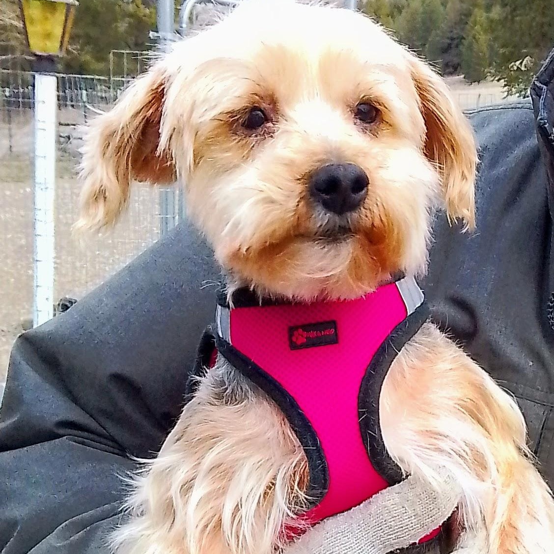 Piper, Adoptable, Senior Female Yorkshire Terrier.