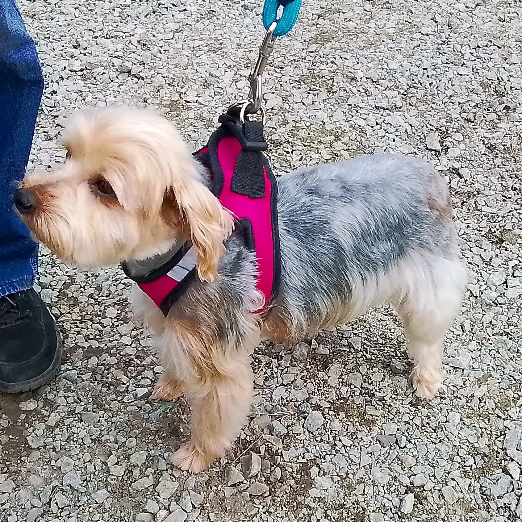 Enlarge Piper, a Adoptable mixed breed in Marysville, WA image 2/5