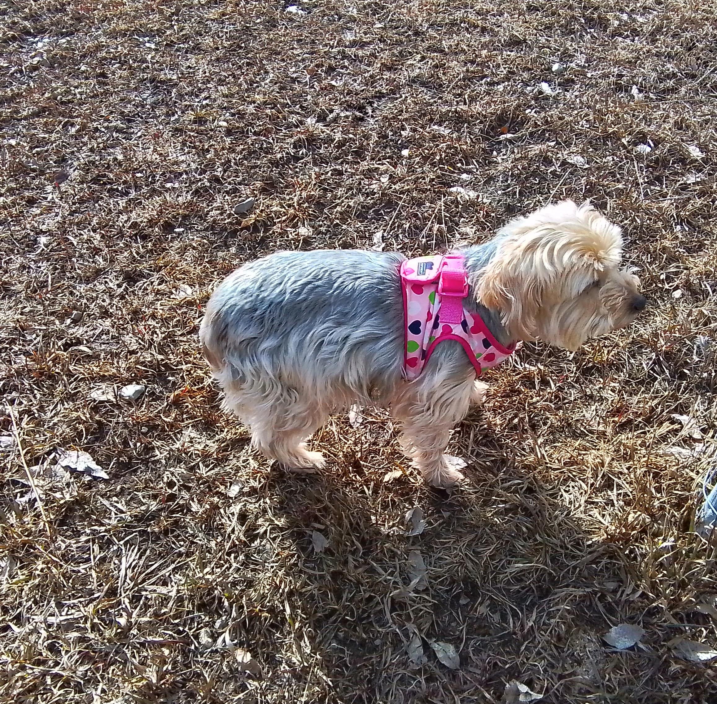 Enlarge Piper, a Adoptable mixed breed in Marysville, WA image 3/5