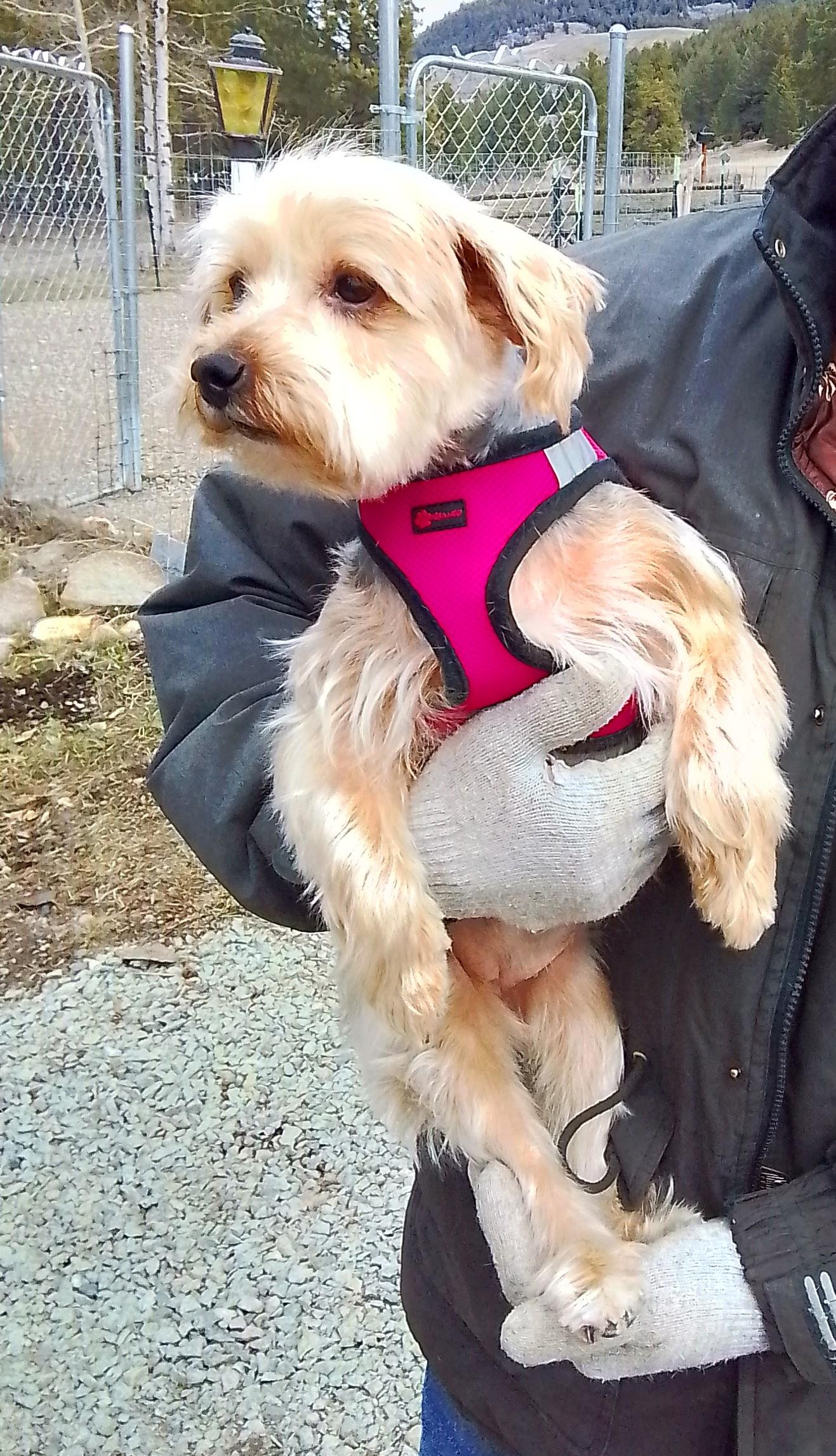 Enlarge Piper, a Adoptable mixed breed in Marysville, WA image 5/5