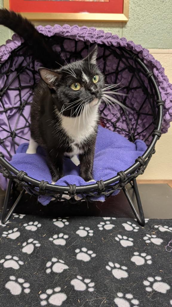 Enlarge Novella, a Adoptable mixed breed in Ellijay, GA image 1/3