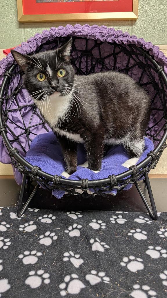 Enlarge Novella, a Adoptable mixed breed in Ellijay, GA image 2/3