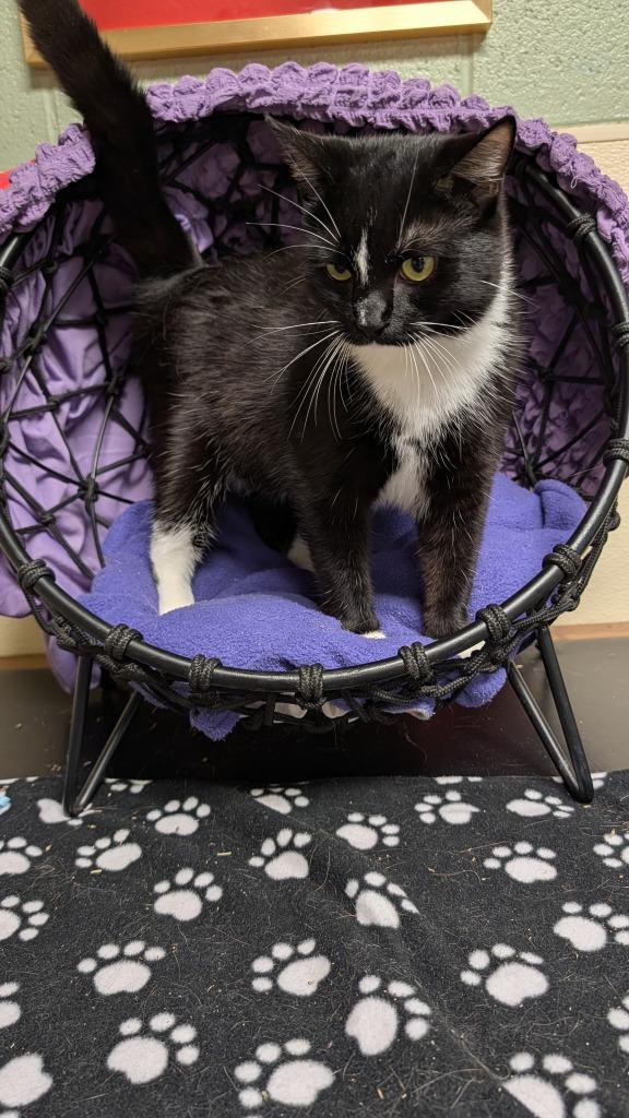 Enlarge Novella, a Adoptable mixed breed in Ellijay, GA image 3/3