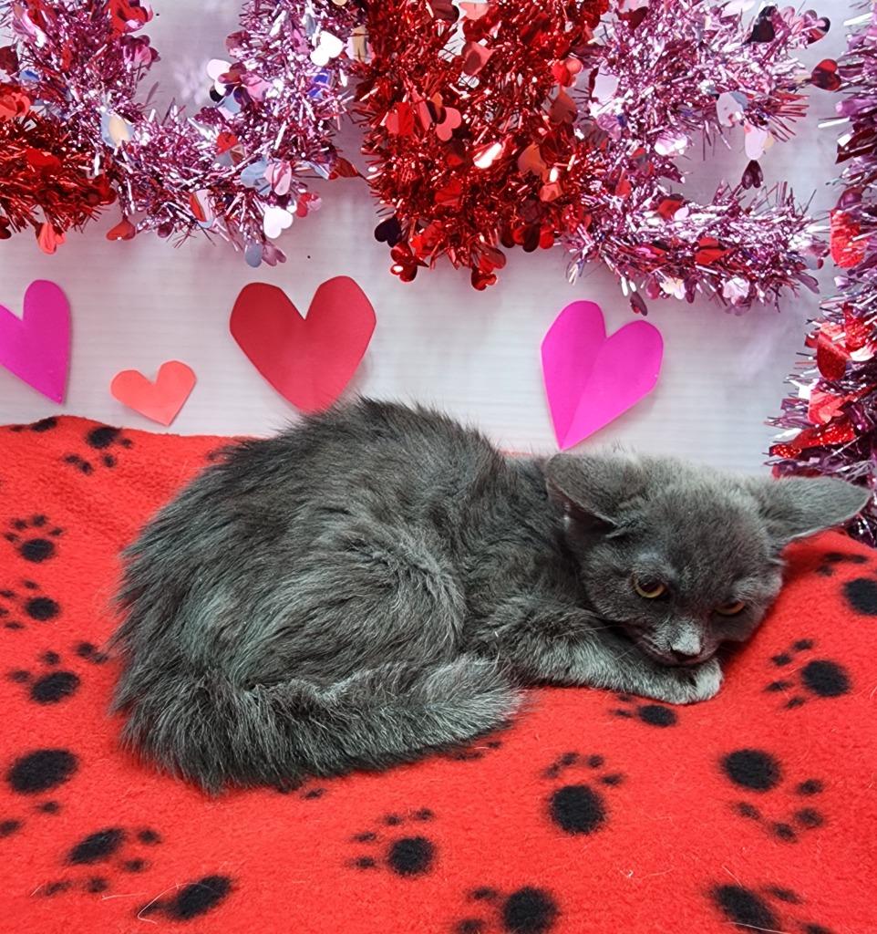 Avery, Adoptable, Kitten Male Domestic Medium Hair.