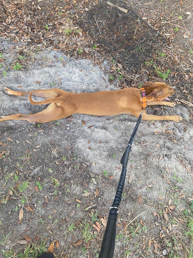 Taco, a Adoptable mixed breed in Lakeland, FL image 1/6