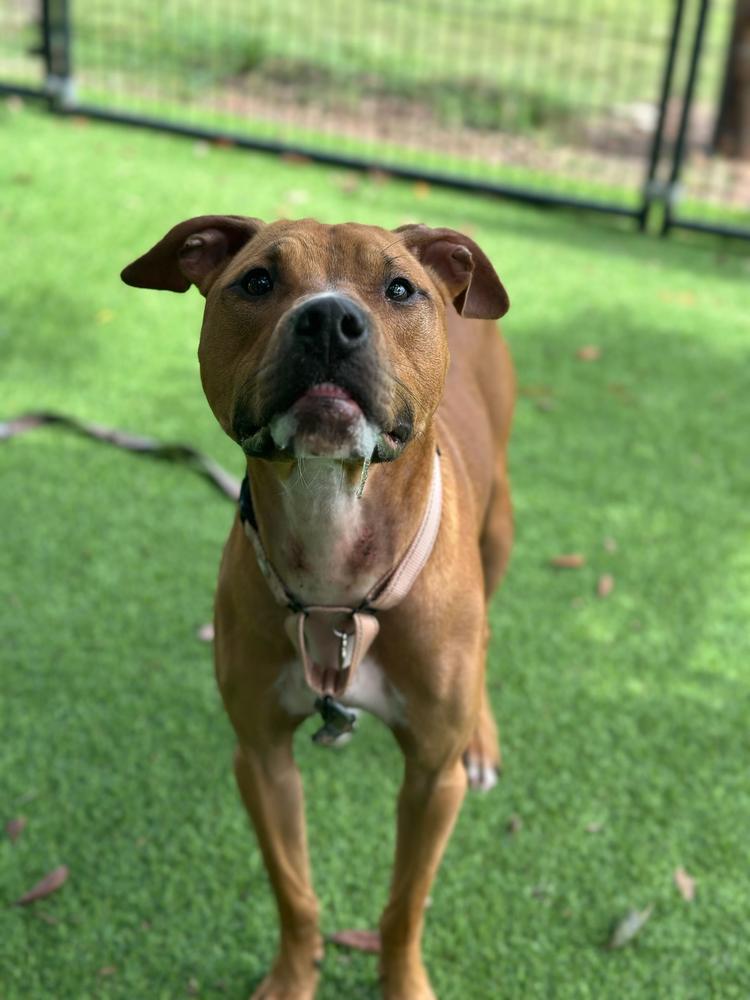 Taco, a Adoptable mixed breed in Lakeland, FL image 2/6