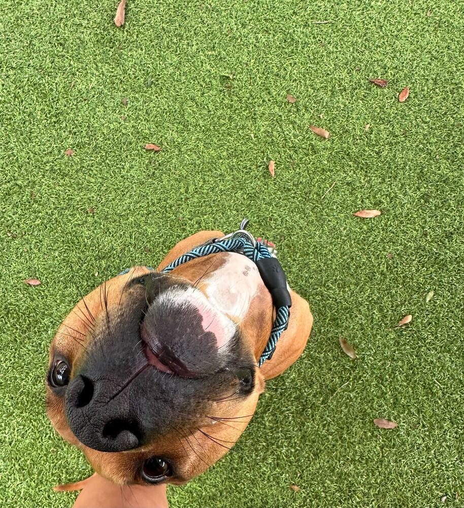 Enlarge Taco, a Adoptable mixed breed in Lakeland, FL image 3/6