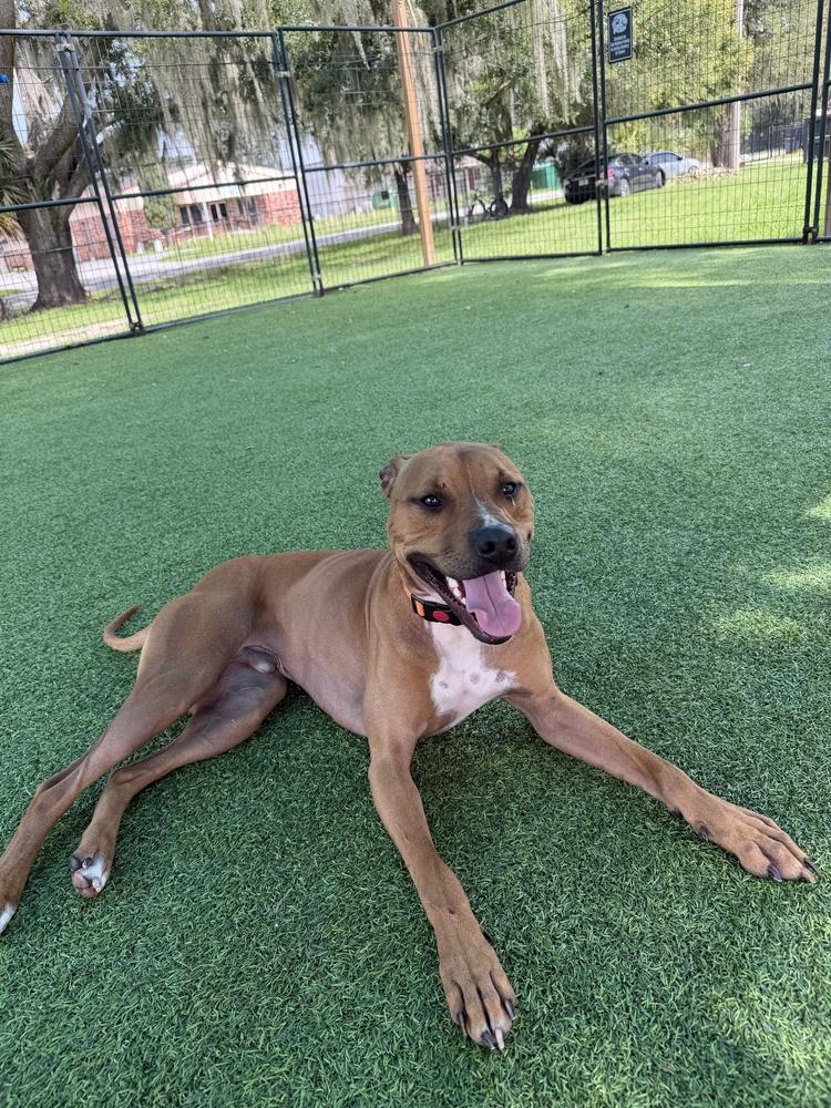 Taco, a Adoptable mixed breed in Lakeland, FL image 2/6