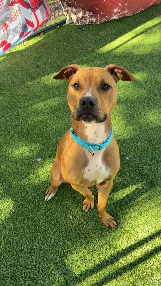 Taco, a Adoptable mixed breed in Lakeland, FL image 4/6