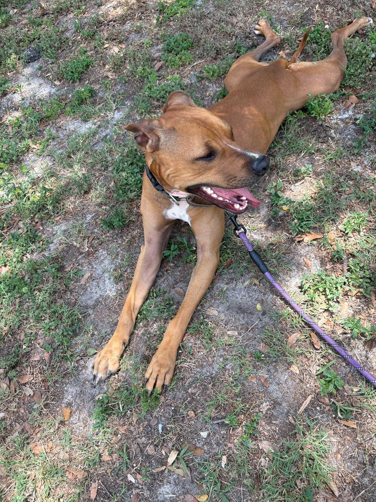 Taco, a Adoptable mixed breed in Lakeland, FL image 6/6