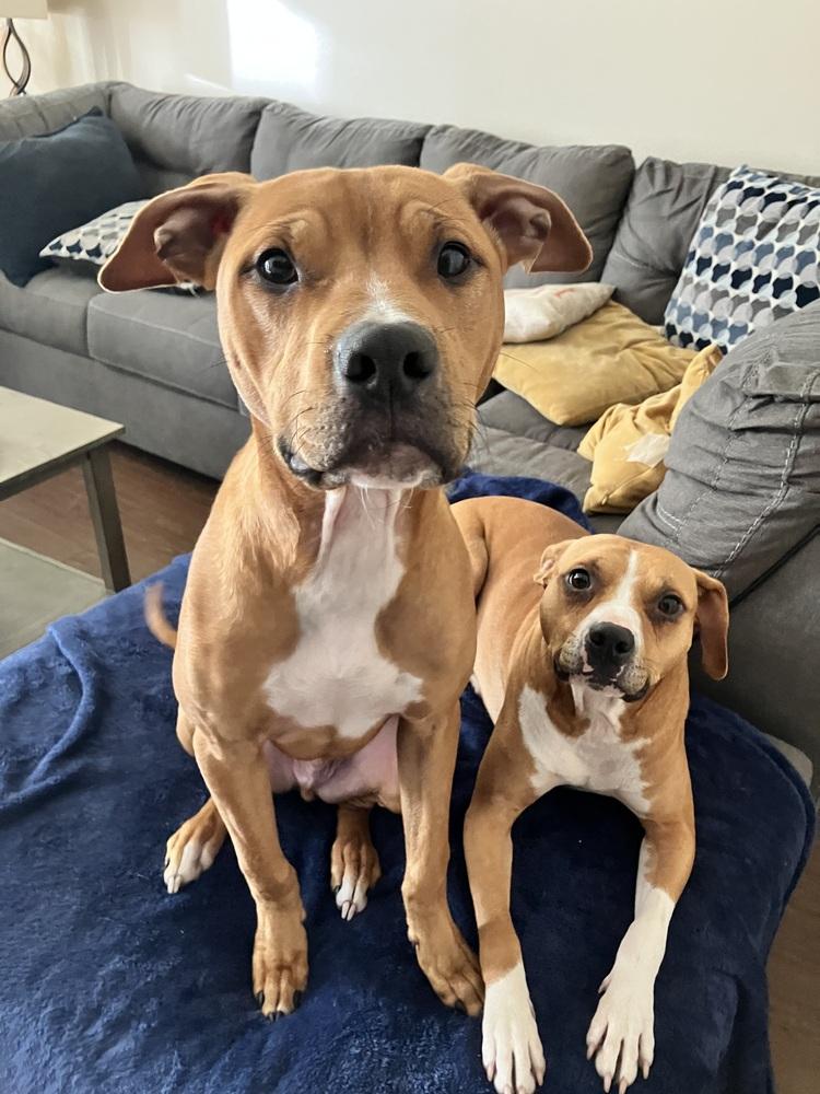 Taco, a Adoptable mixed breed in Lakeland, FL image 5/6