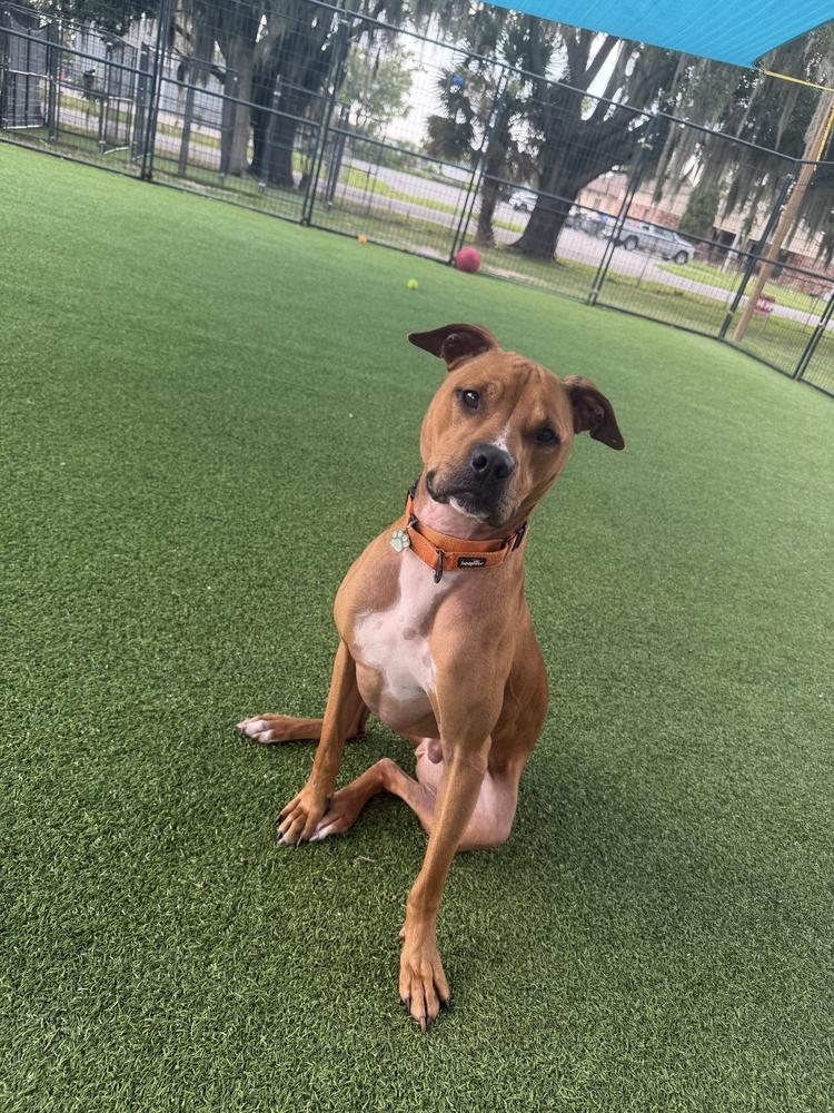 Enlarge Taco, a Adoptable mixed breed in Lakeland, FL image 4/6
