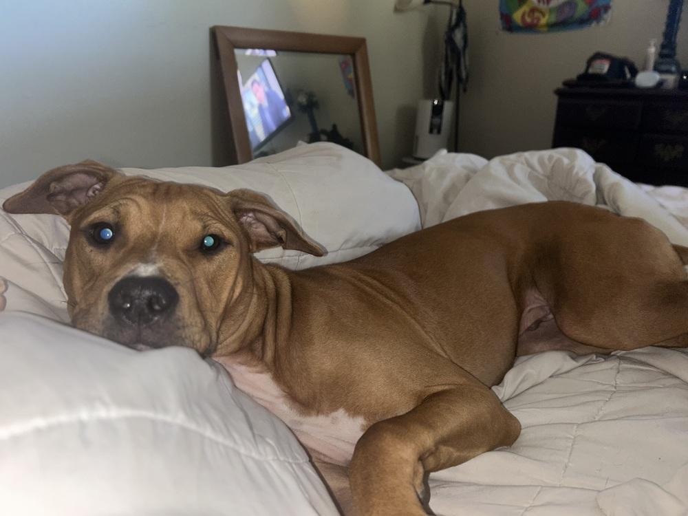 Taco, a Adoptable mixed breed in Lakeland, FL image 5/6