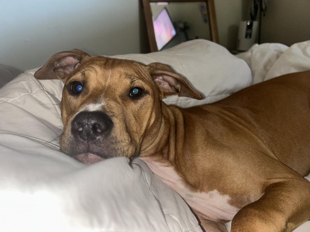 Taco, a Adoptable mixed breed in Lakeland, FL image 6/6