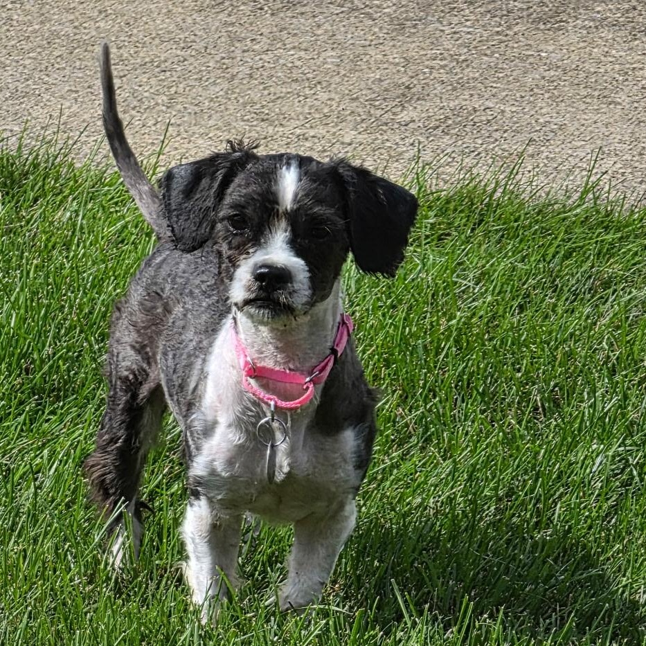 Sprinkles, ADOPTABLE, Adult Female Shih Tzu.