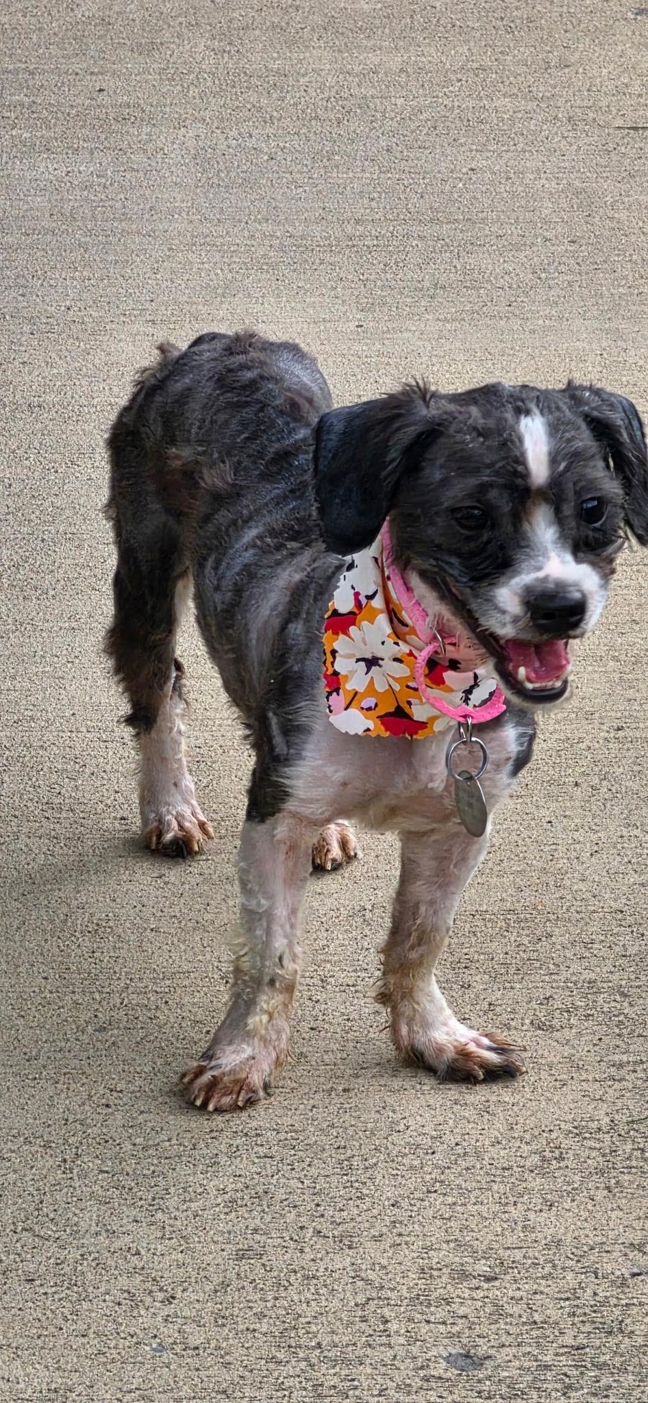 Enlarge Sprinkles, a ADOPTABLE Shih Tzu in Cleveland, OH image 3/4