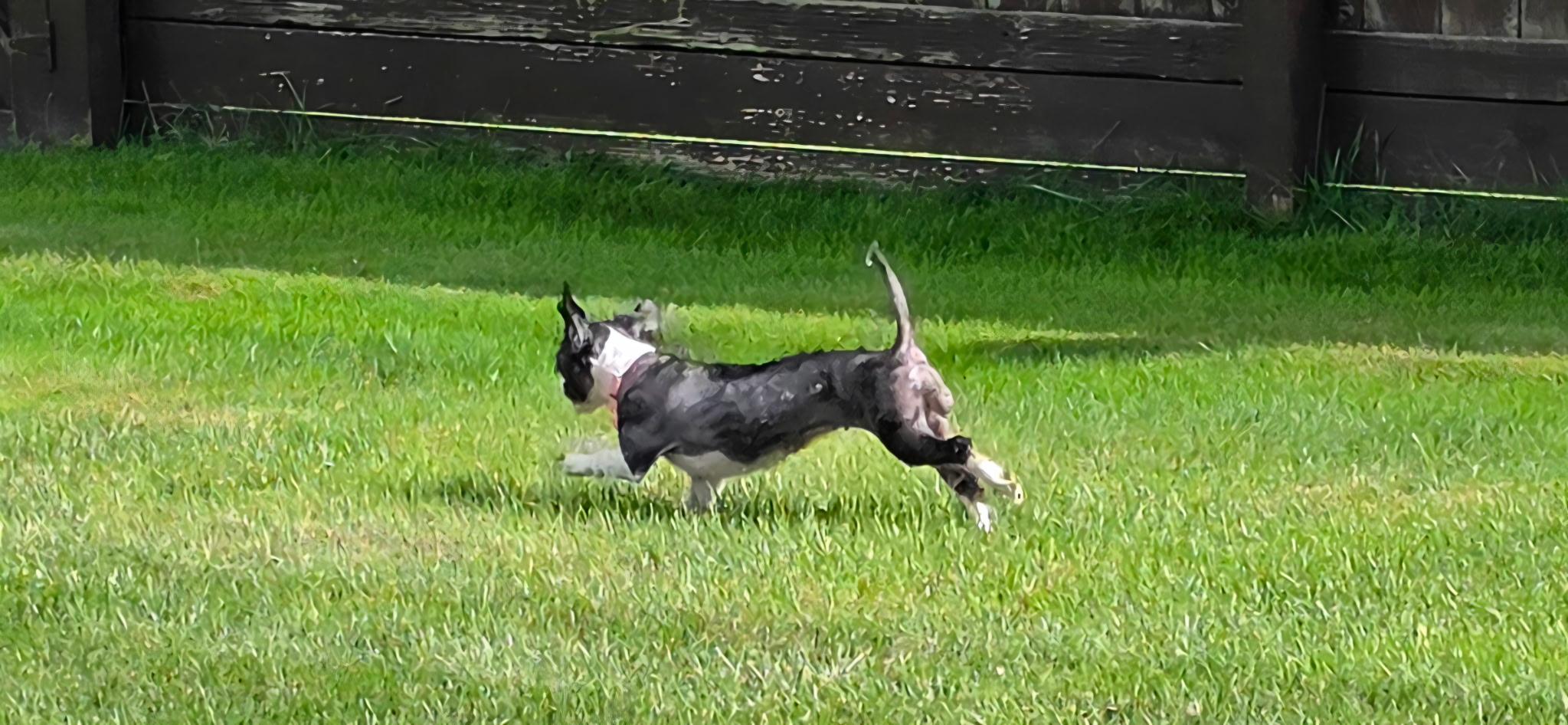Enlarge Sprinkles, a ADOPTABLE Shih Tzu in Cleveland, OH image 4/4