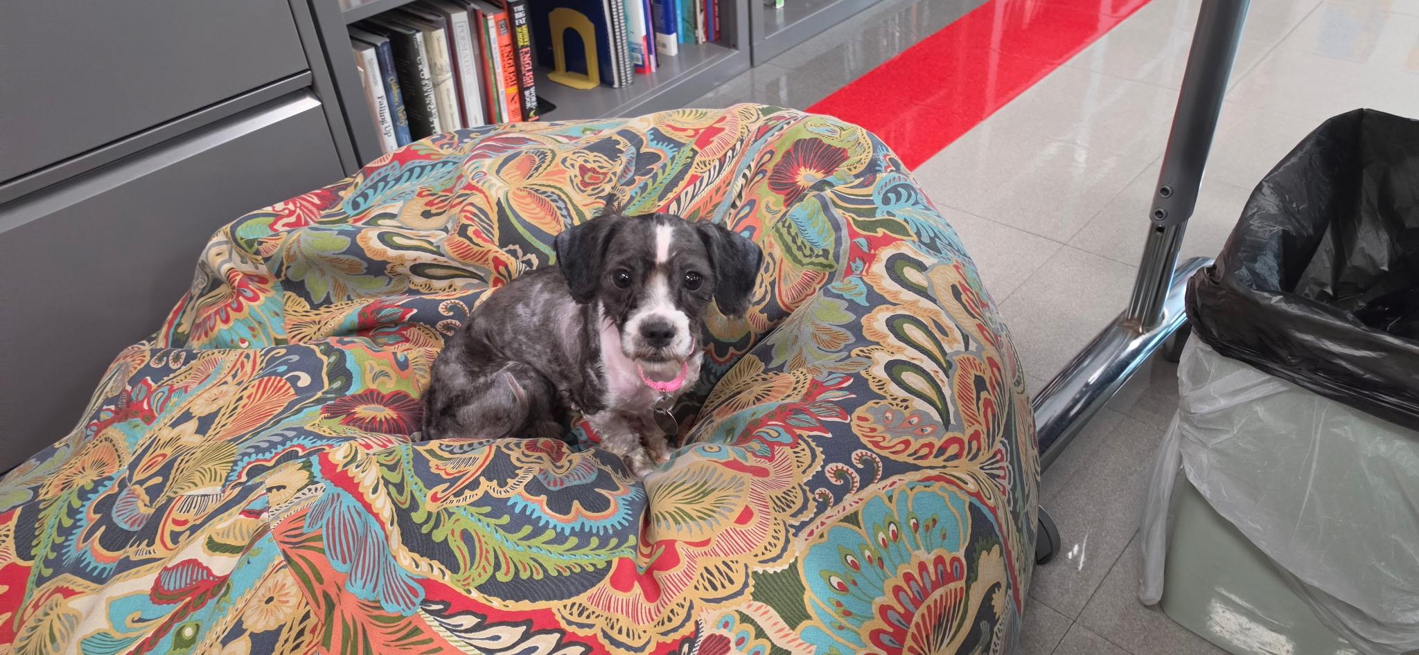 Enlarge Sprinkles, a ADOPTABLE Shih Tzu in Cleveland, OH image 2/4