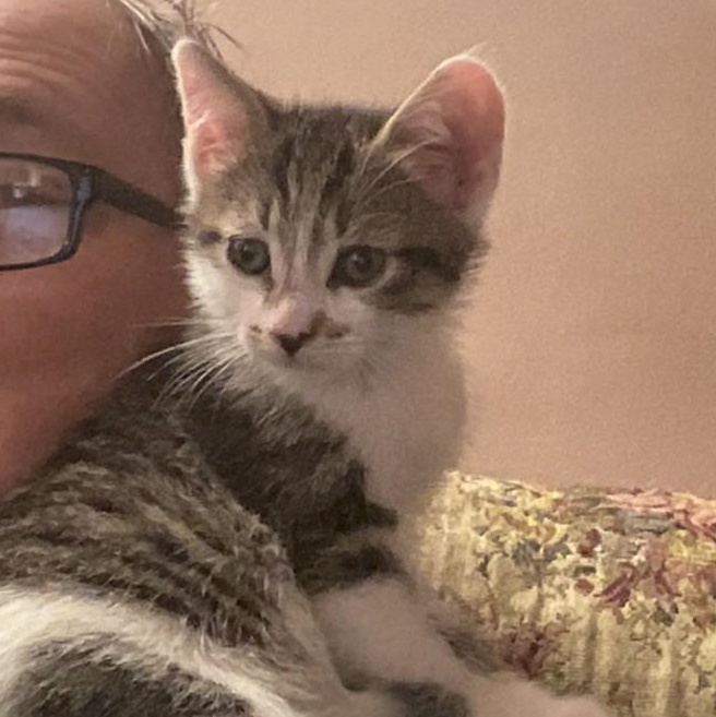 Barsik, Baby Male Domestic Short Hair