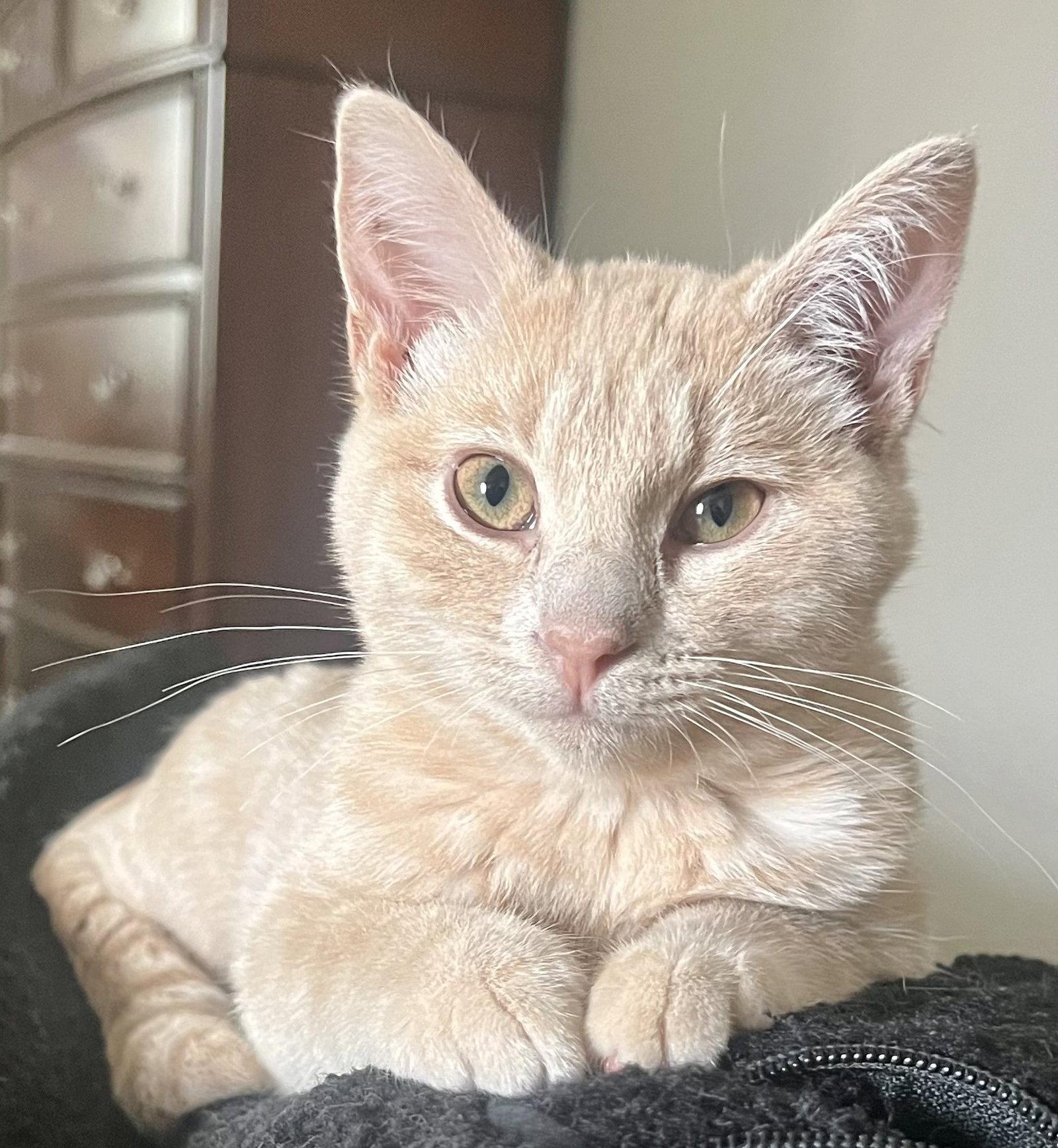 Willie, Adoptable, Kitten Male Domestic Short Hair.