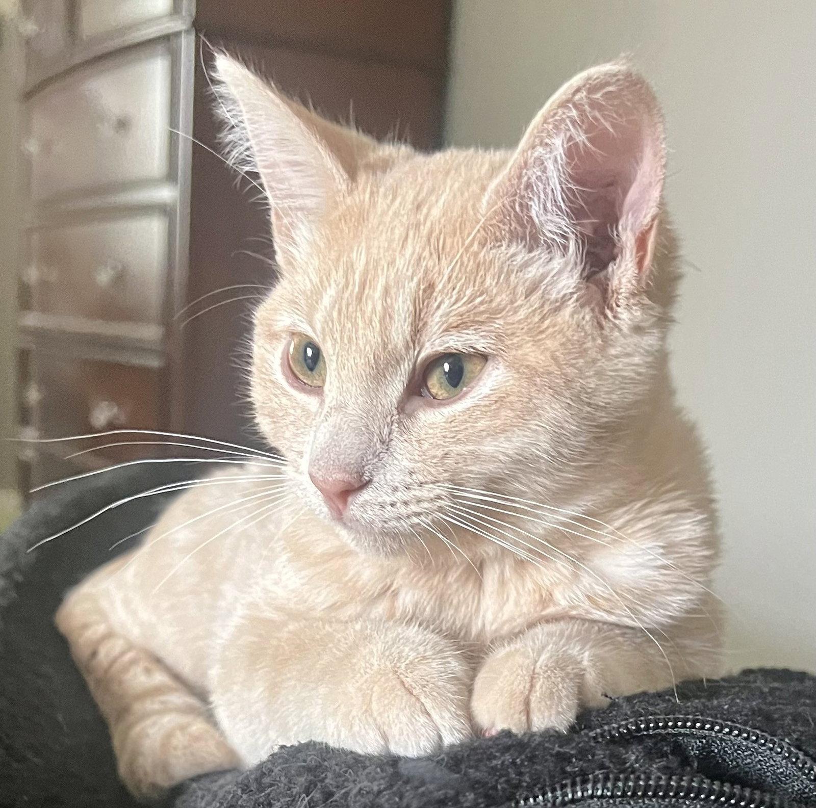 Enlarge Willie, a Adoptable Domestic Short Hair in Shawnee, KS image 2/3