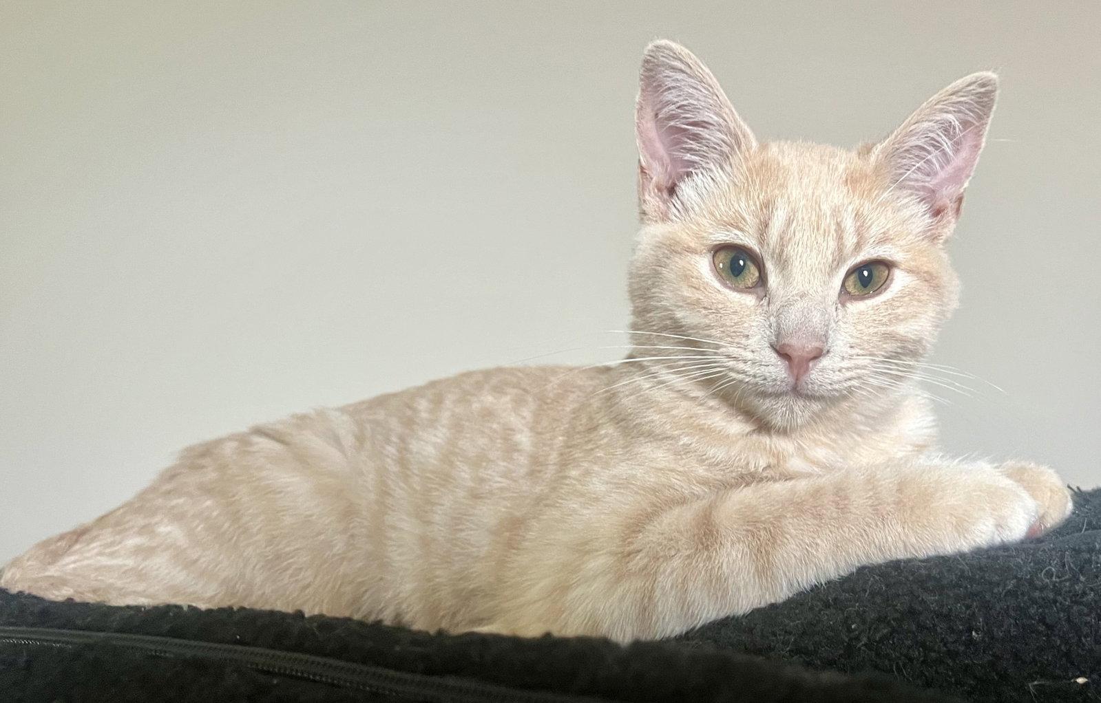 Enlarge Willie, a Adoptable Domestic Short Hair in Shawnee, KS image 3/3
