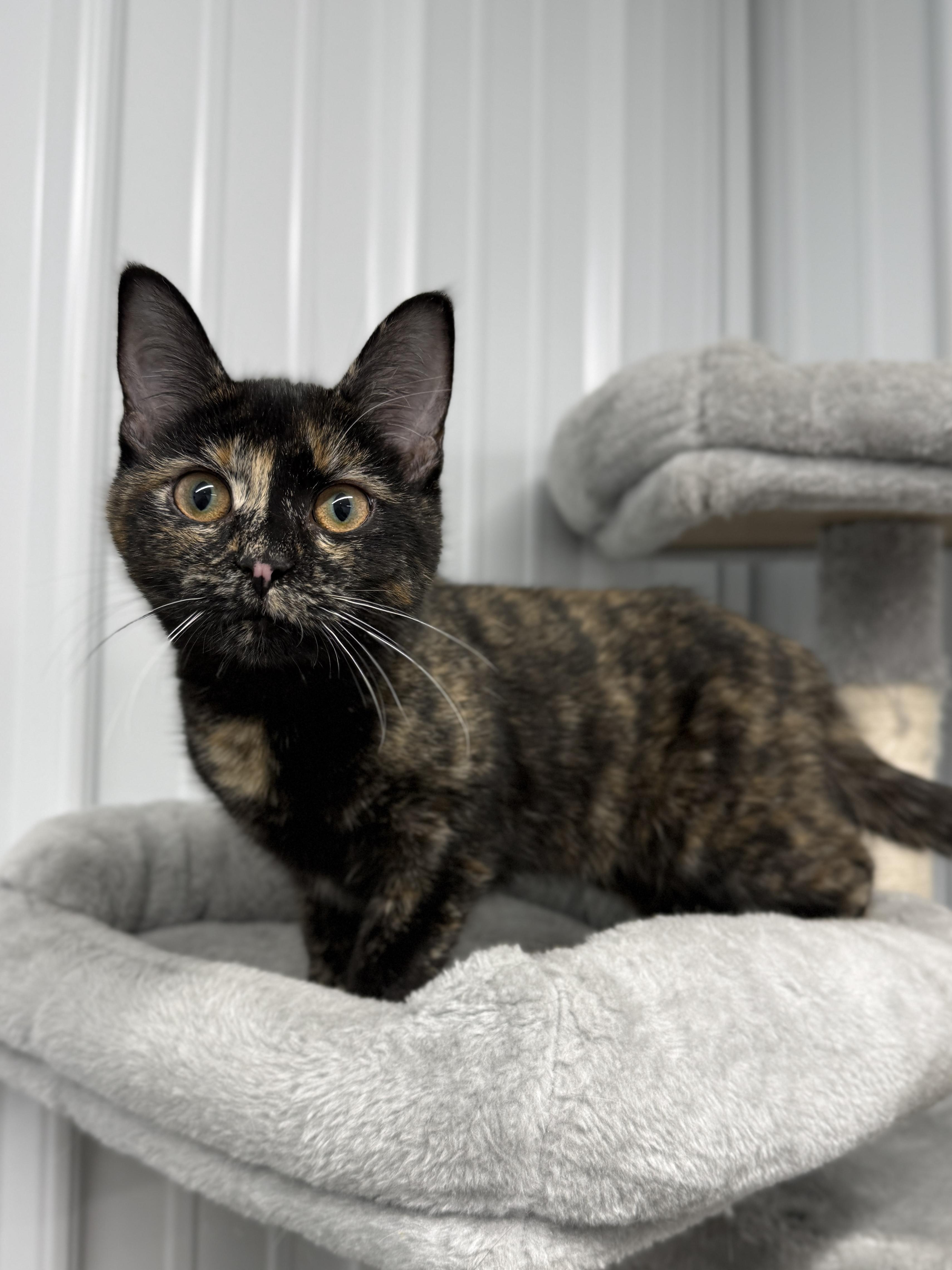 Enlarge Caramel, a ADOPTABLE mixed breed in Wautoma, WI image 2/4