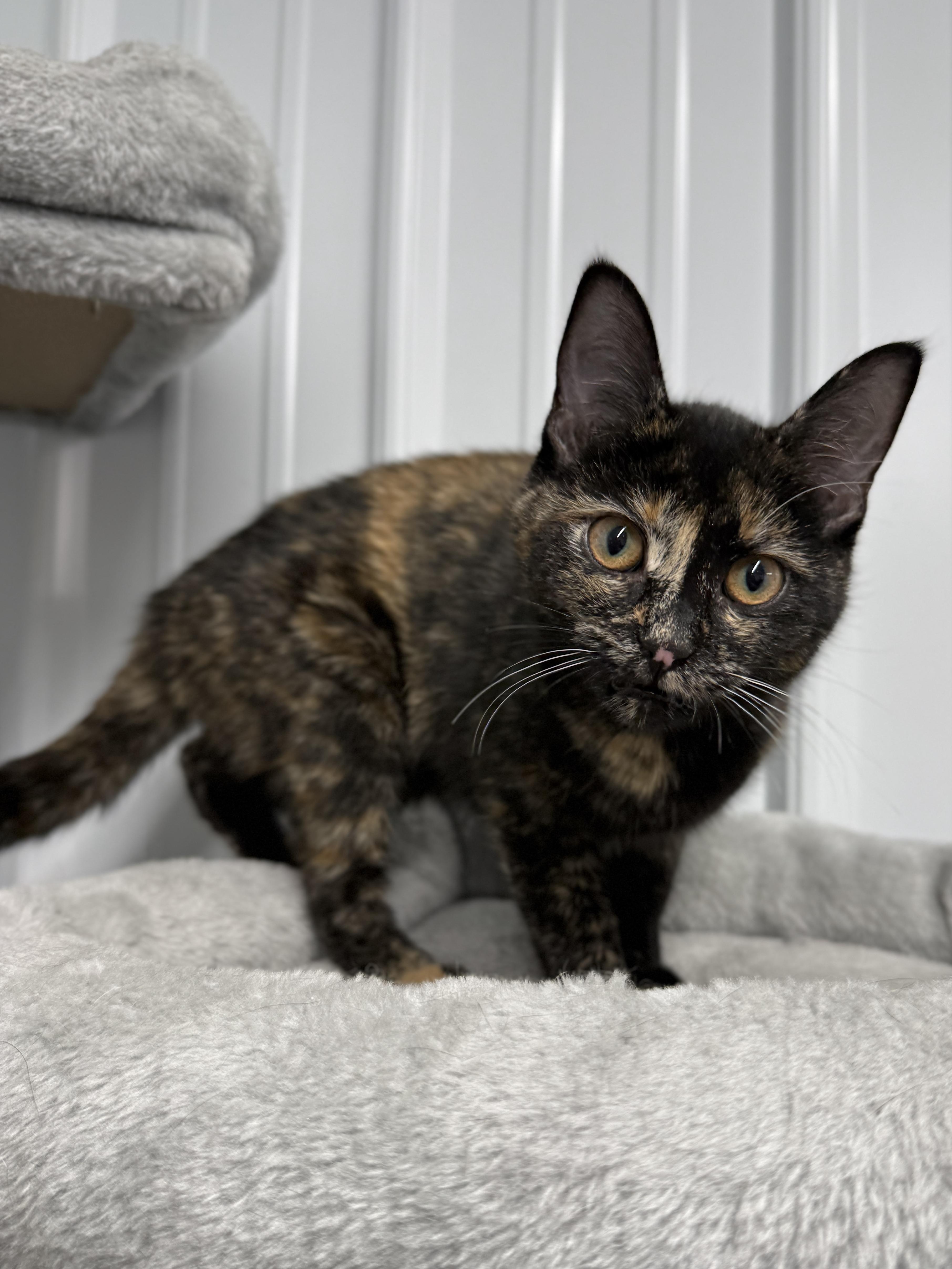 Enlarge Caramel, a ADOPTABLE mixed breed in Wautoma, WI image 4/4