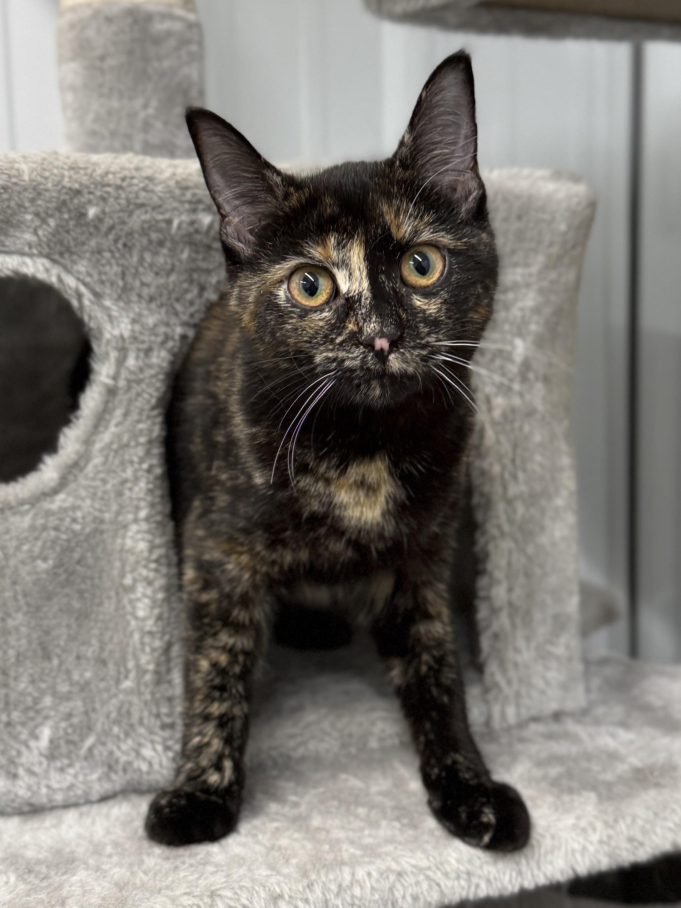 Caramel, ADOPTABLE, Young Female Domestic Short Hair.