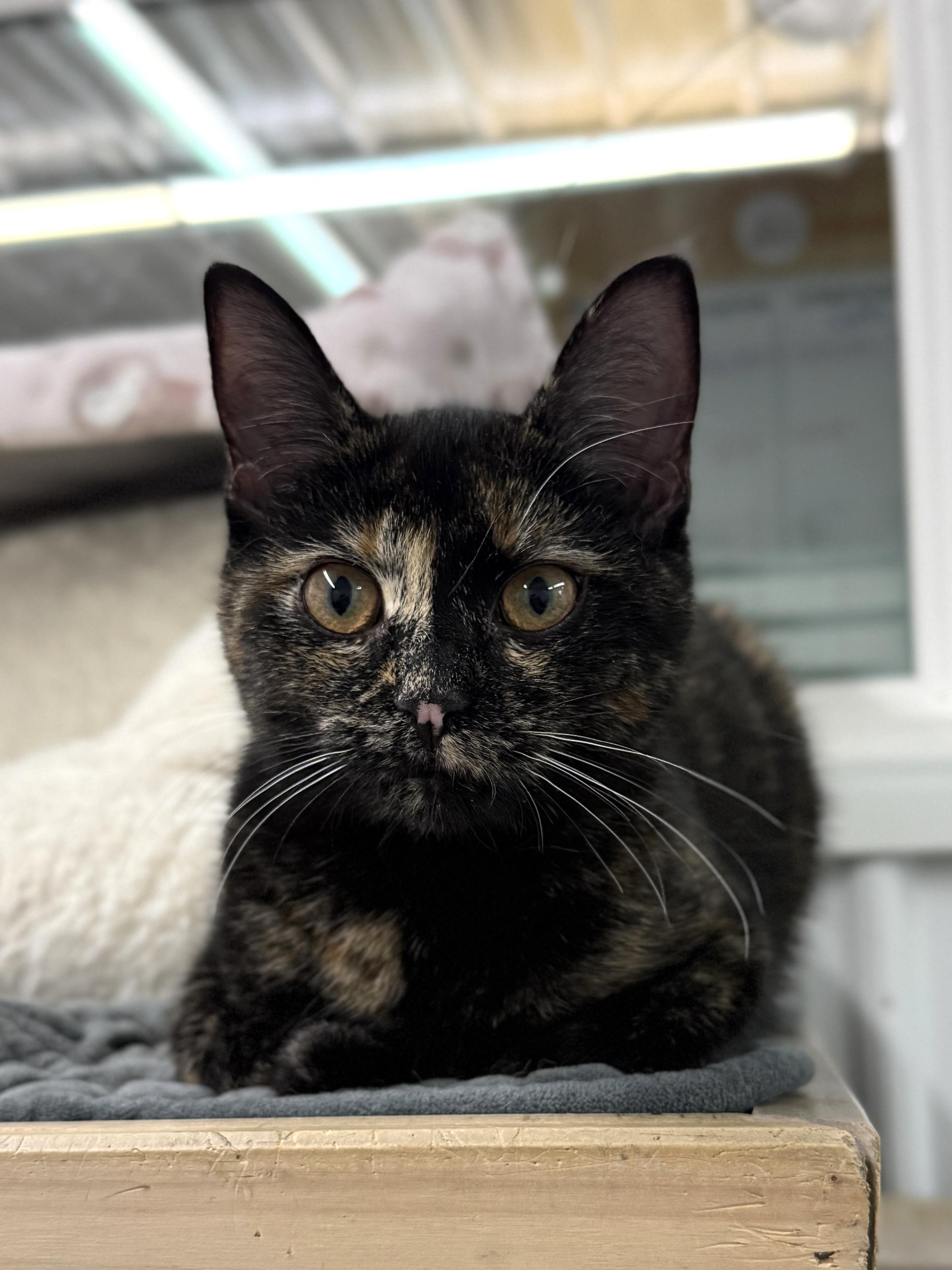 Enlarge Caramel, a ADOPTABLE mixed breed in Wautoma, WI image 3/4