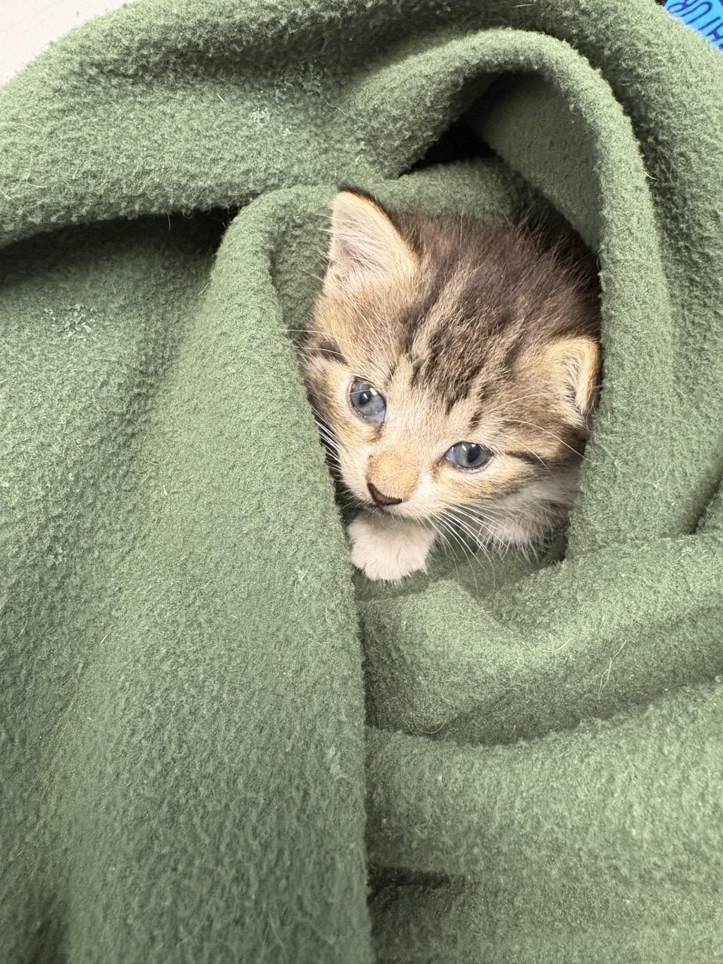Sweet Pea, Baby Female Domestic Short Hair