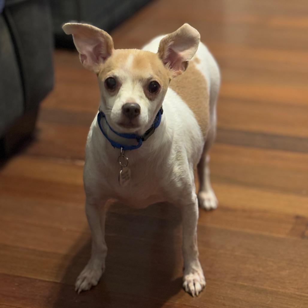 Enlarge Pound Cake, a Adoptable Chihuahua in Katy, TX image 1/2