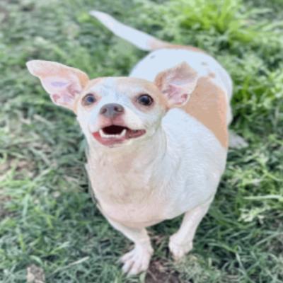 Enlarge Pound Cake, a Adoptable Chihuahua in Katy, TX image 2/2