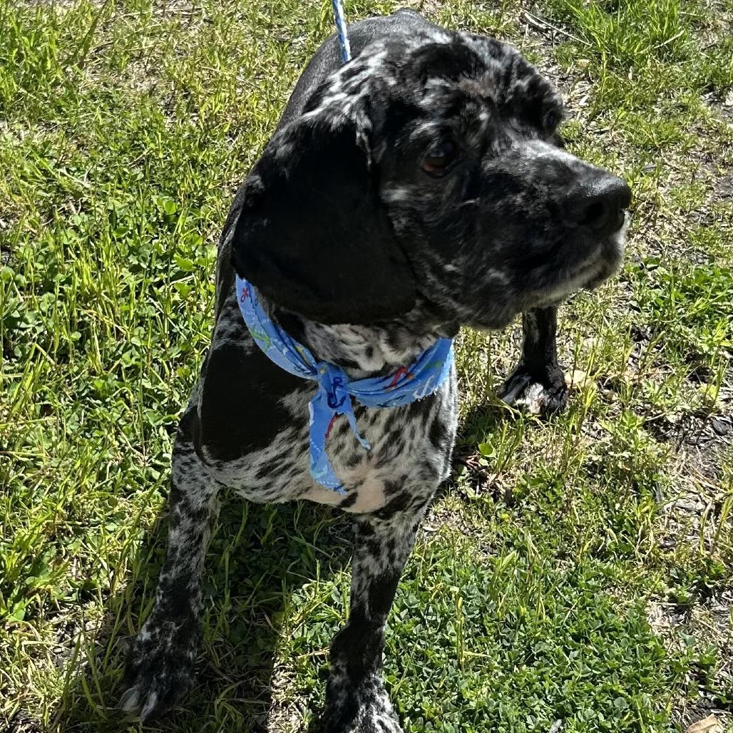Enlarge Jordan, a Adoptable Cocker Spaniel in Calverton, NY image 1/3