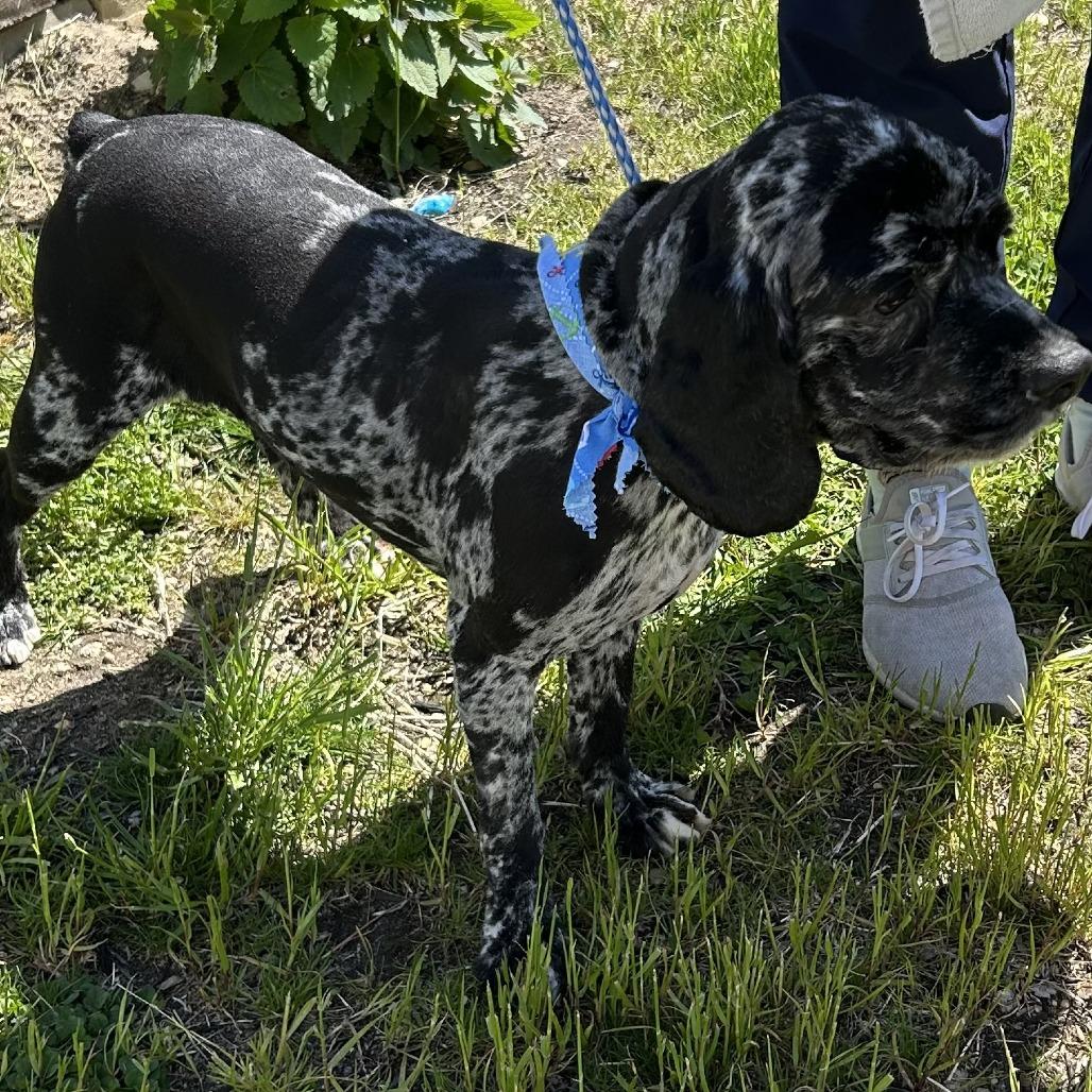 Enlarge Jordan, a Adoptable Cocker Spaniel in Calverton, NY image 2/3