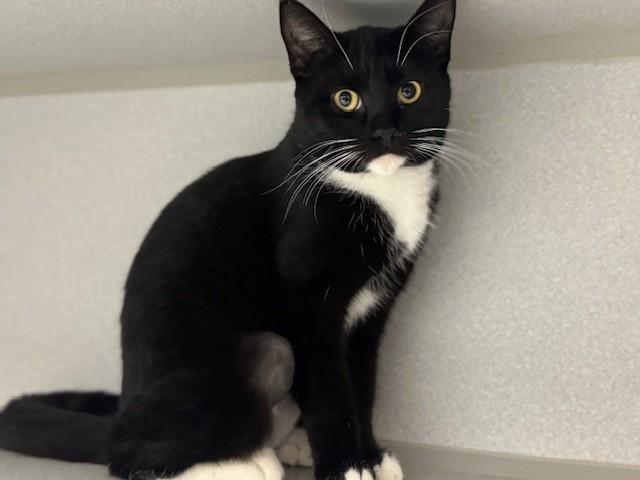 TWIRLY WHIRLY, Adoptable, Young Female Domestic Short Hair.