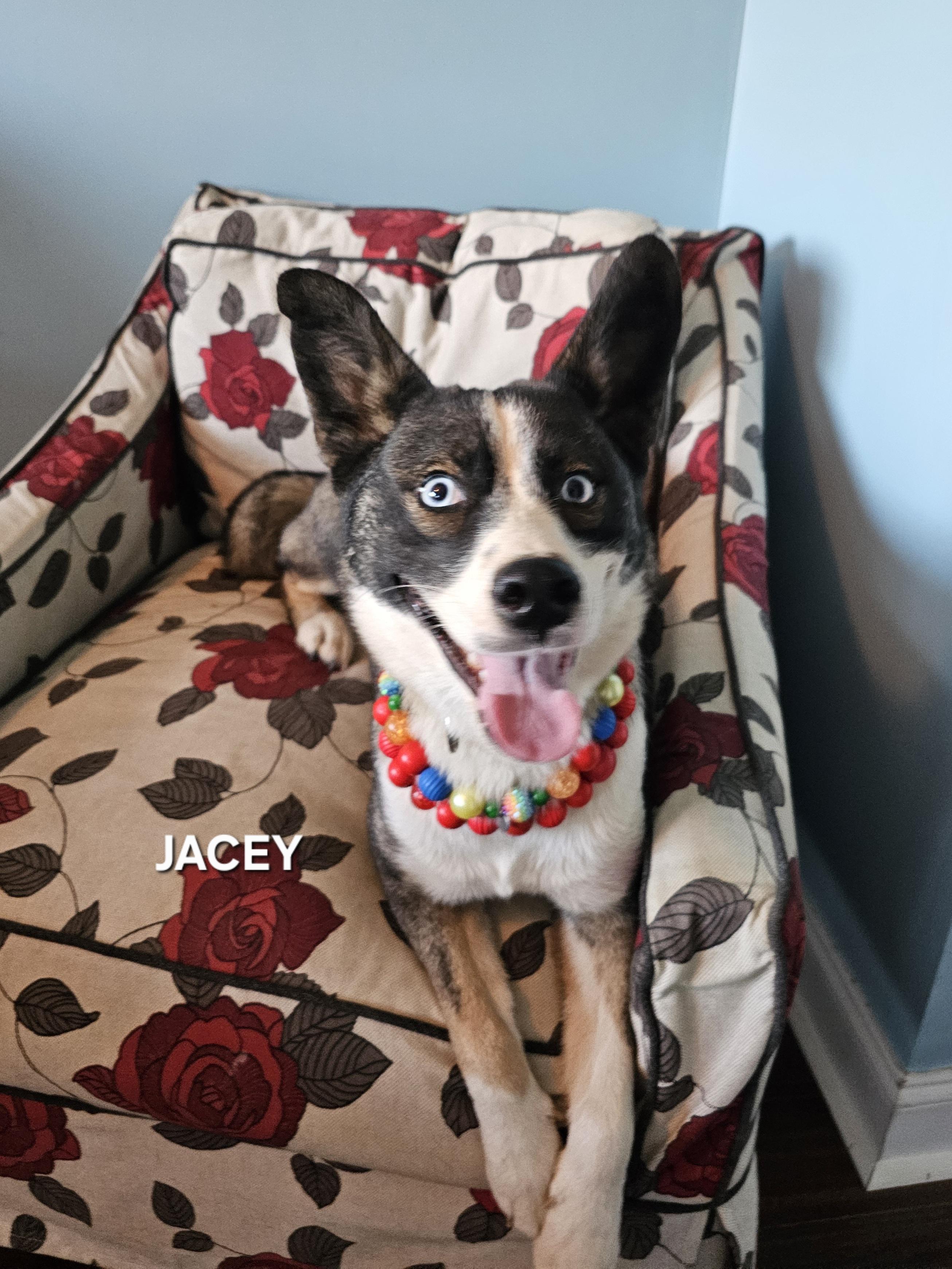 Enlarge Jacey, an adopted mixed breed in LaFollette, TN image 5/5