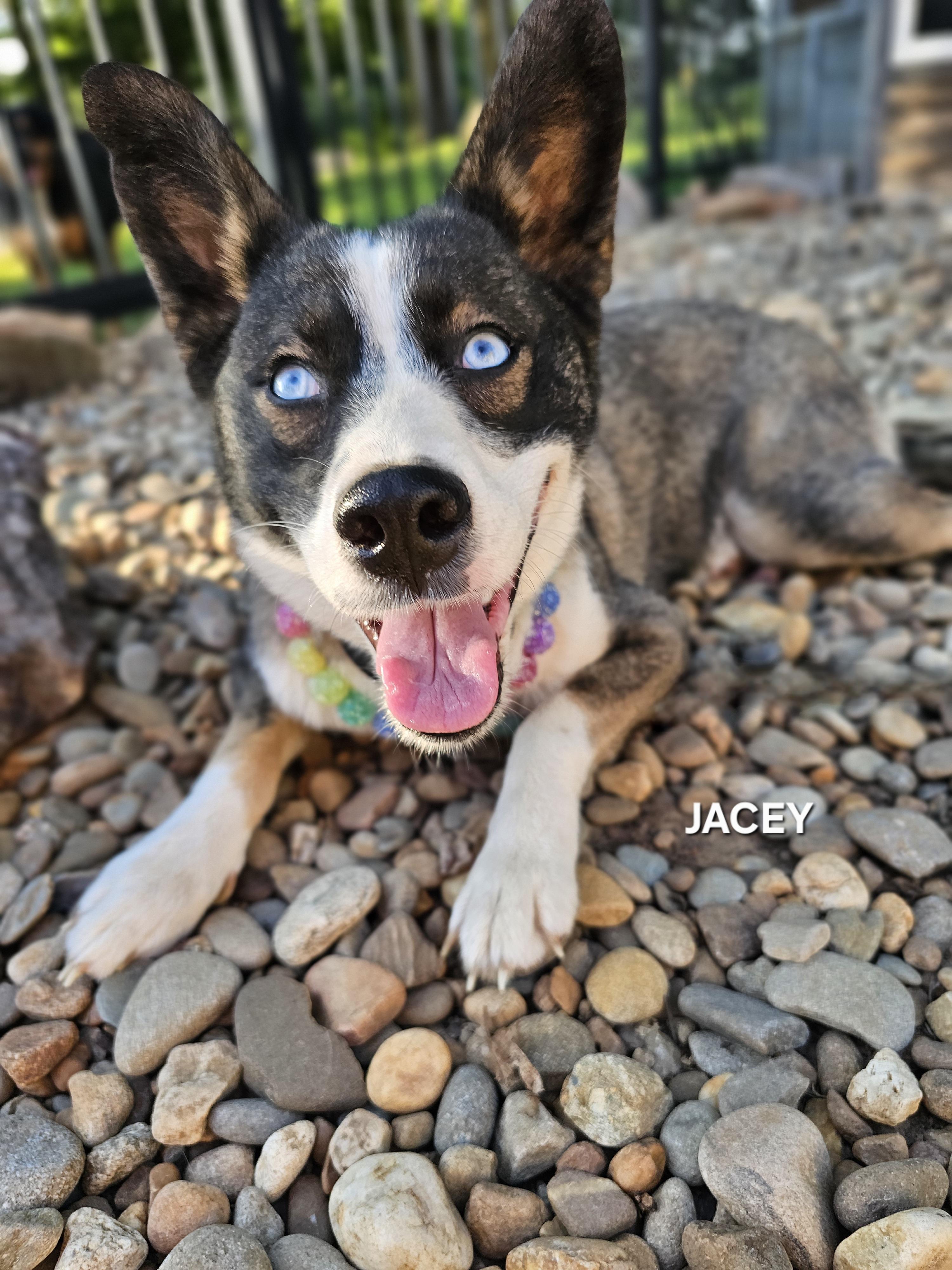 Enlarge Jacey, an adopted mixed breed in LaFollette, TN image 2/5