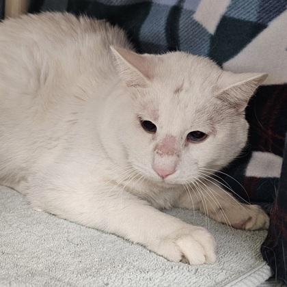 Quartz, Adoptable, Senior Male Domestic Short Hair & Domestic Short Hair.