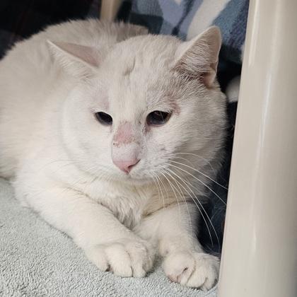 Quartz, a Adoptable mixed breed in Scotia, NY image 2/2