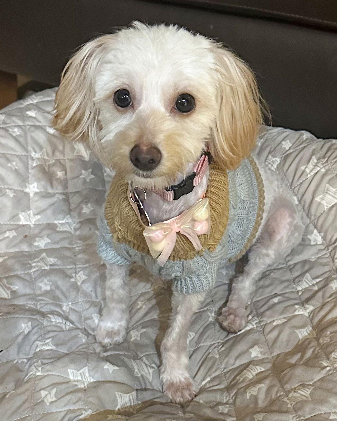 Remi, a Adopted Maltese in Corona, CA image 1/3