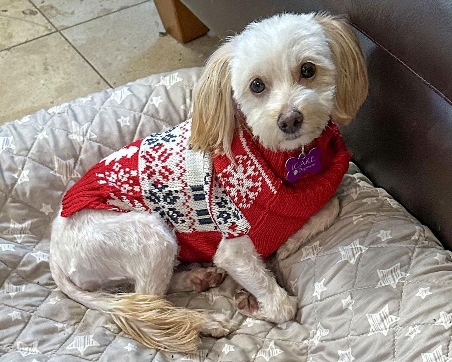 Remi, a Adopted Maltese in Corona, CA image 2/3