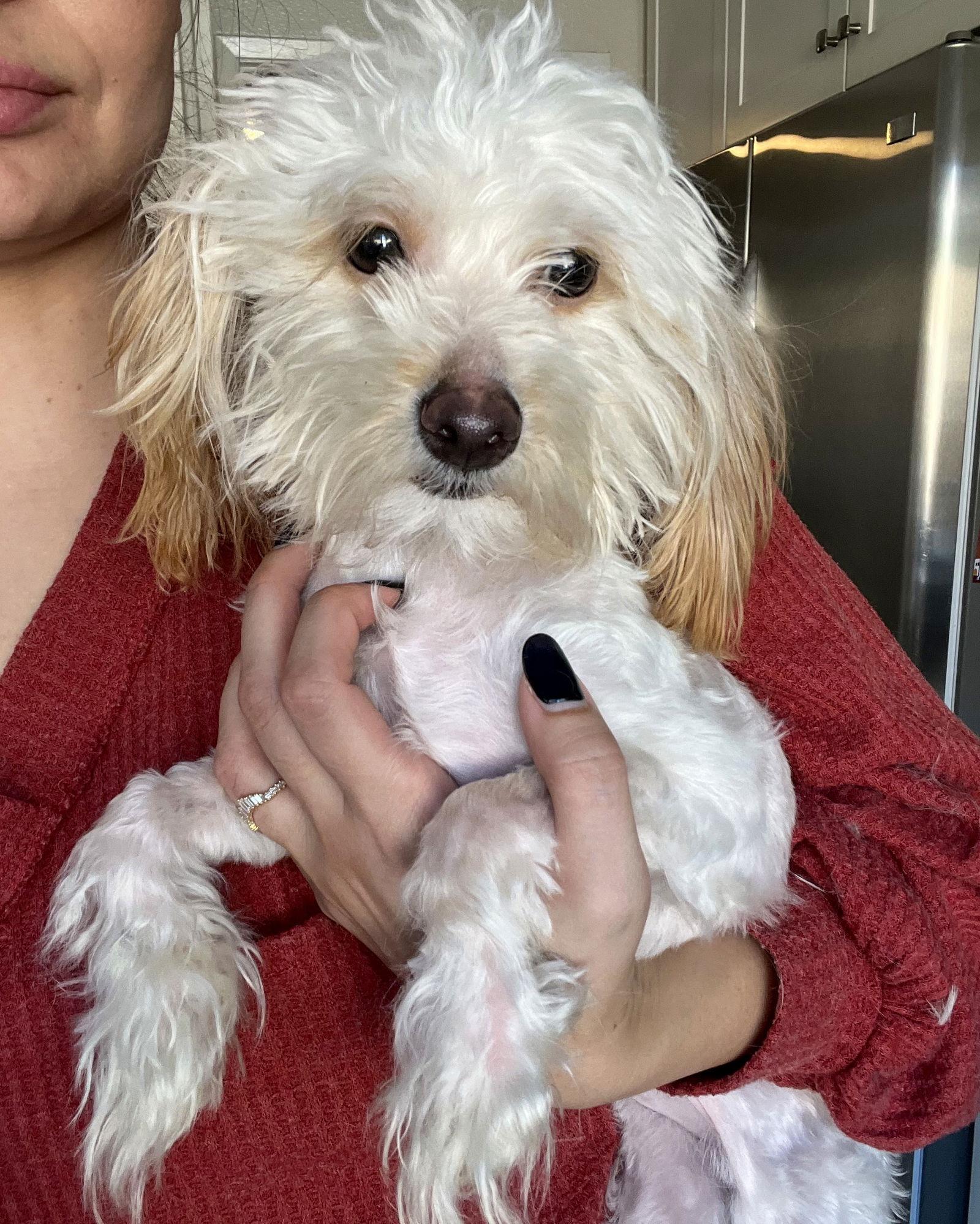 Remi, a Adopted Maltese in Corona, CA image 3/3