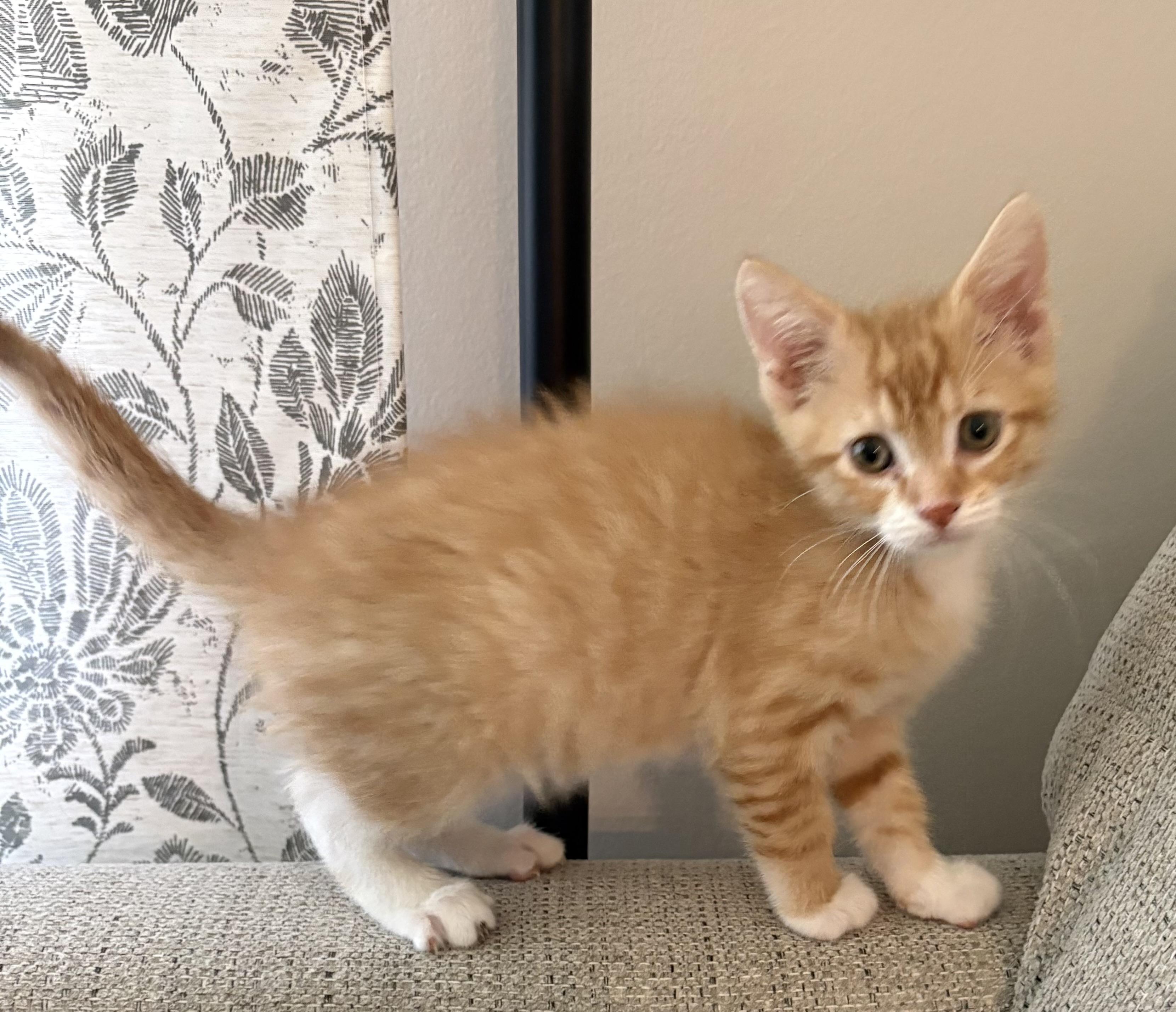 Enlarge Fuzzy Fable, an adopted Domestic Short Hair in Geneseo, IL image 3/3