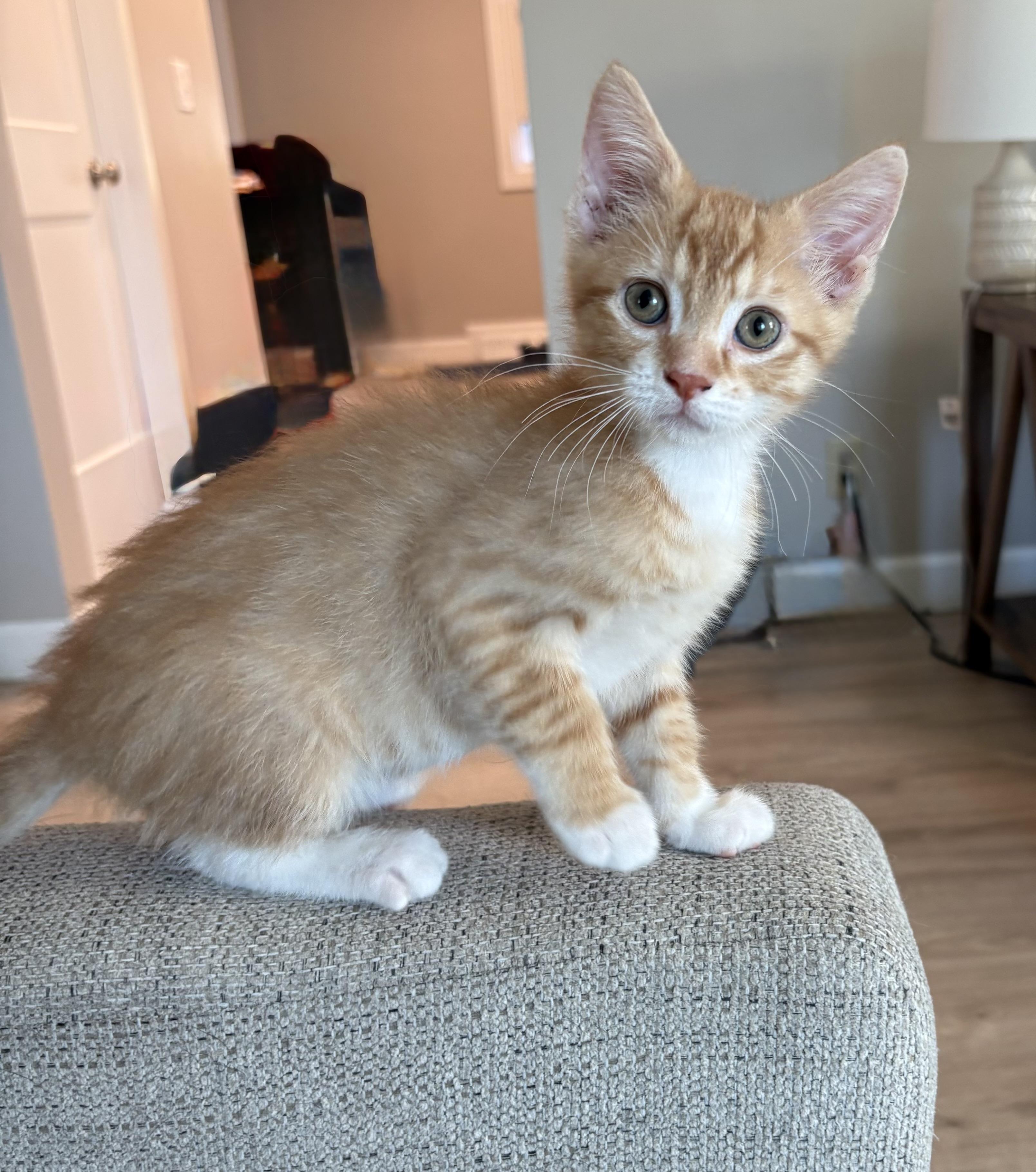 Fuzzy Fable, adopted, Kitten Male Domestic Short Hair.