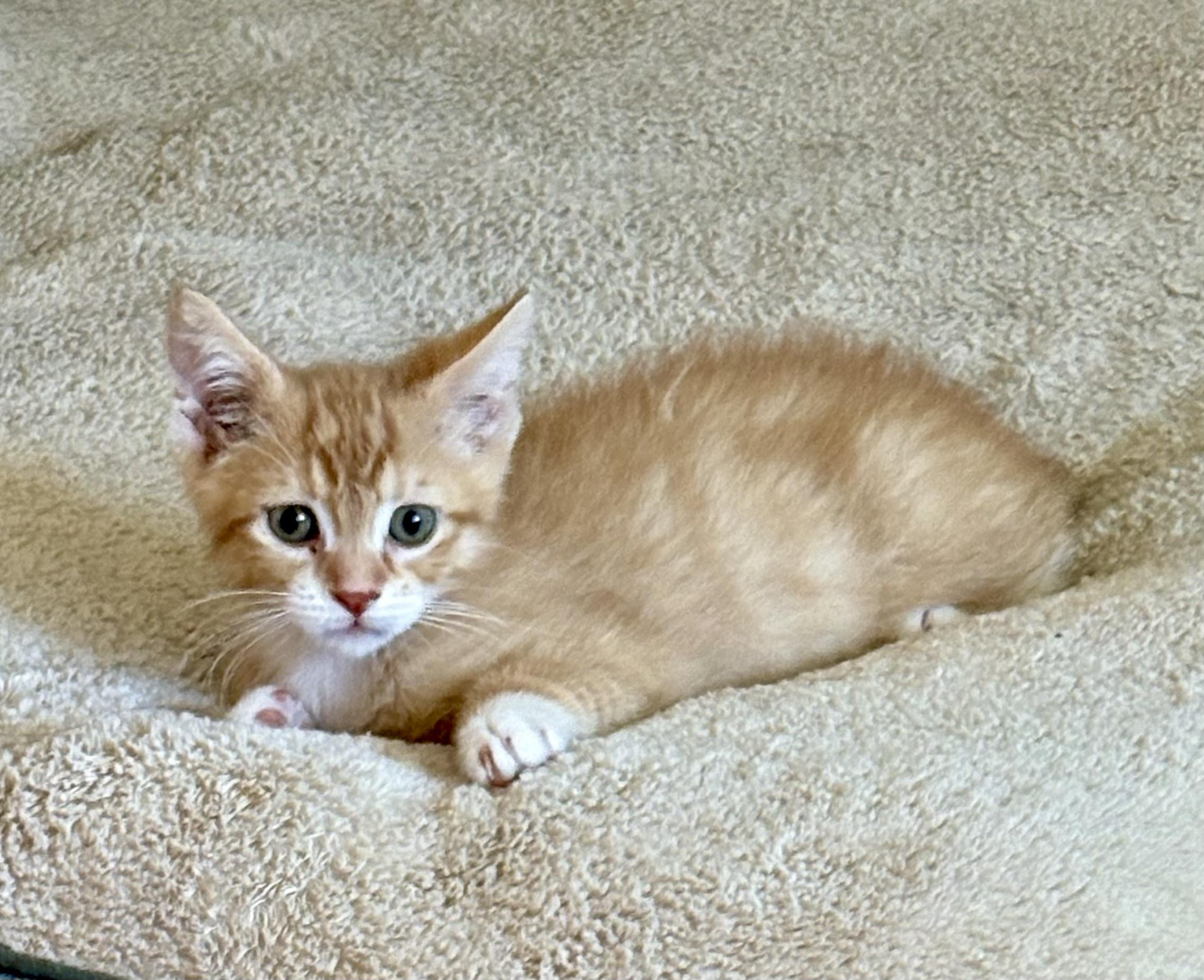 Enlarge Fuzzy Fable, an adopted Domestic Short Hair in Geneseo, IL image 2/3