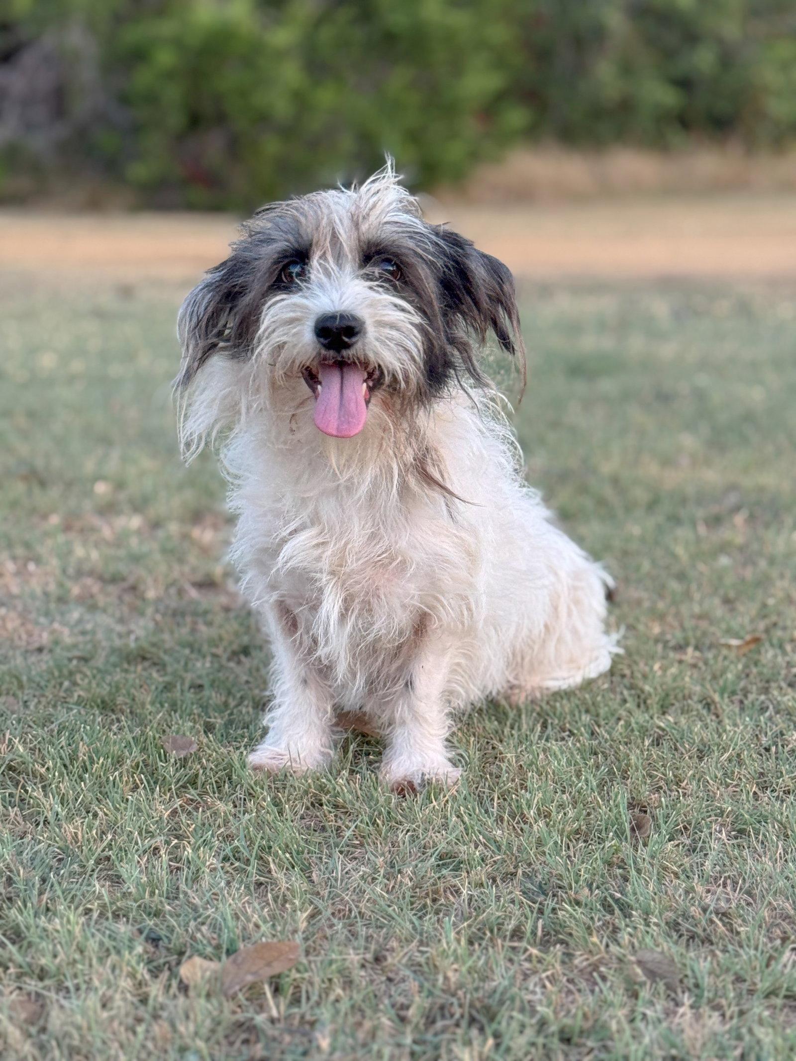 Heidi, Adopted, Adult Female Terrier.