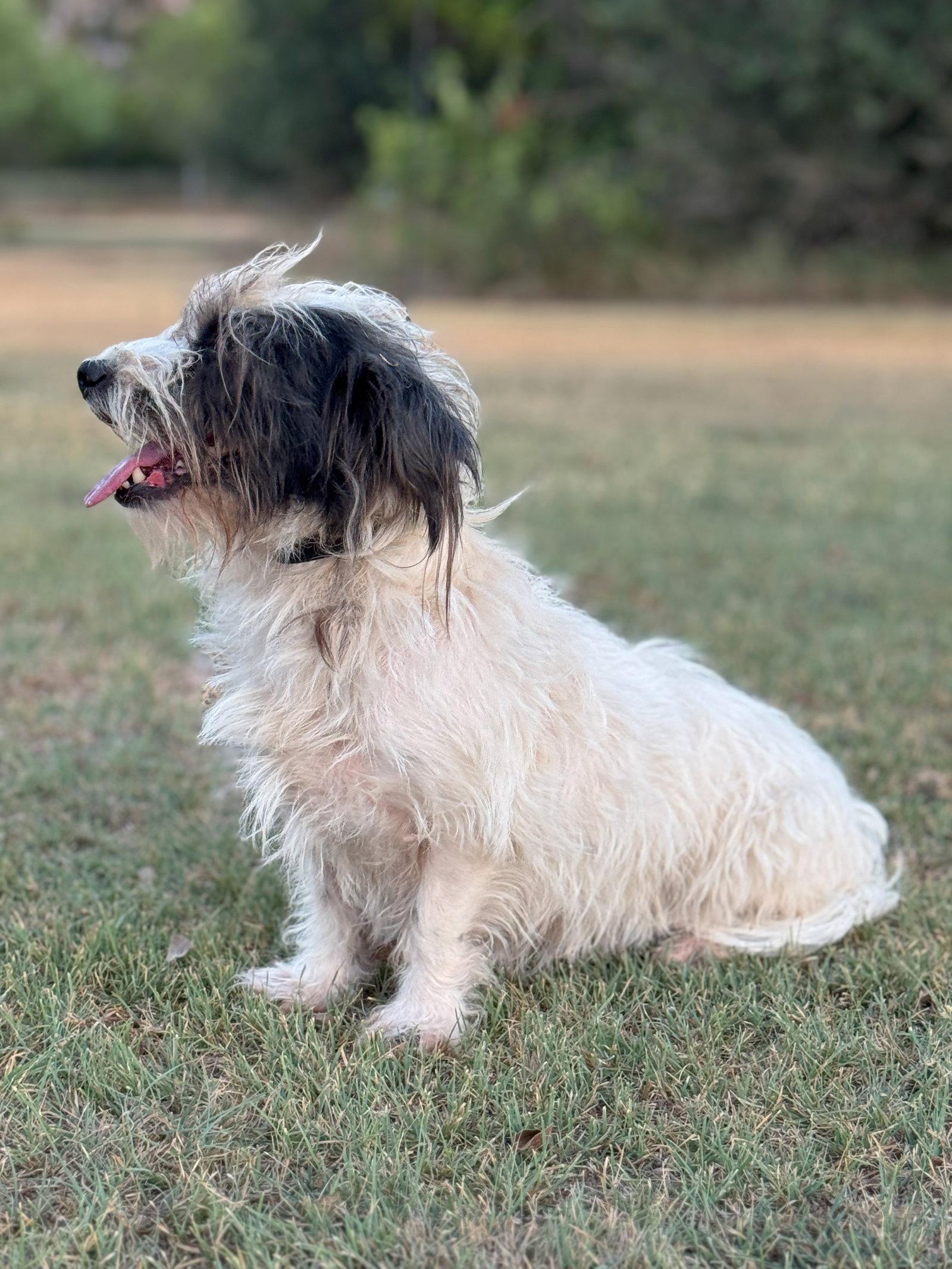 Enlarge Heidi, a Adopted Terrier in Helotes, TX image 2/3