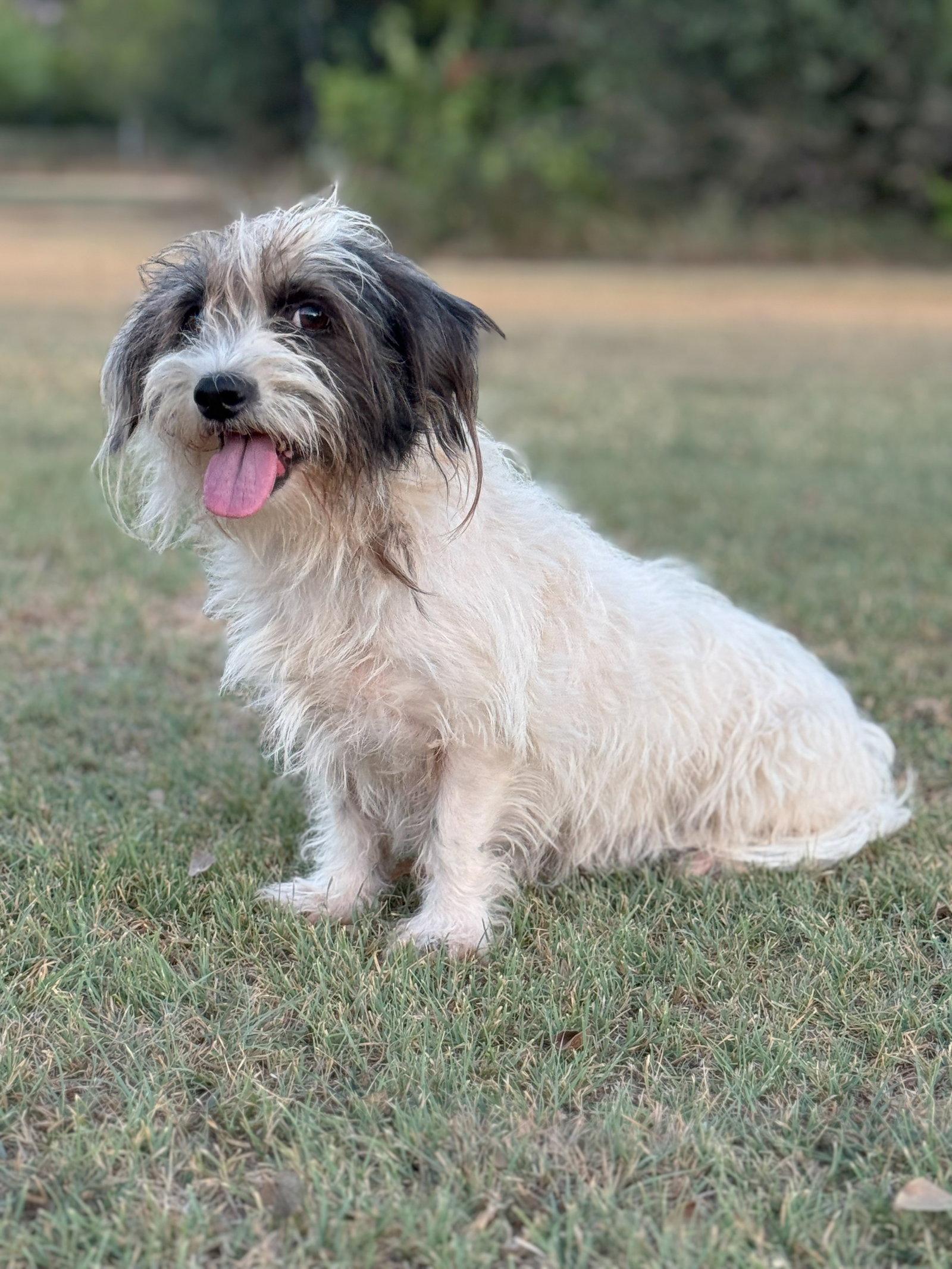 Enlarge Heidi, a Adopted Terrier in Helotes, TX image 3/3
